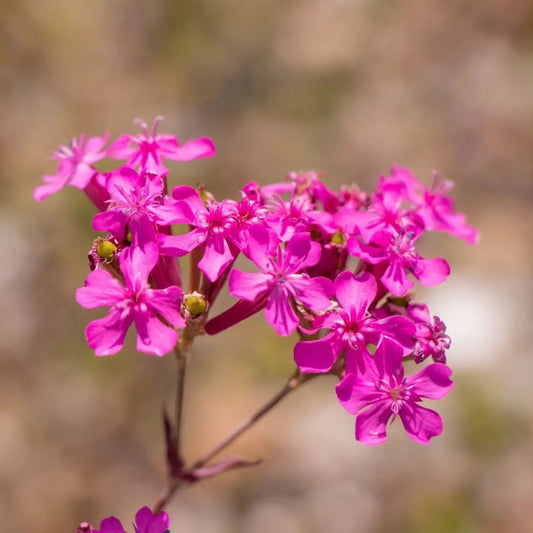 Catchfly Seeds