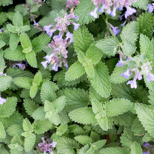 Catnip Seeds