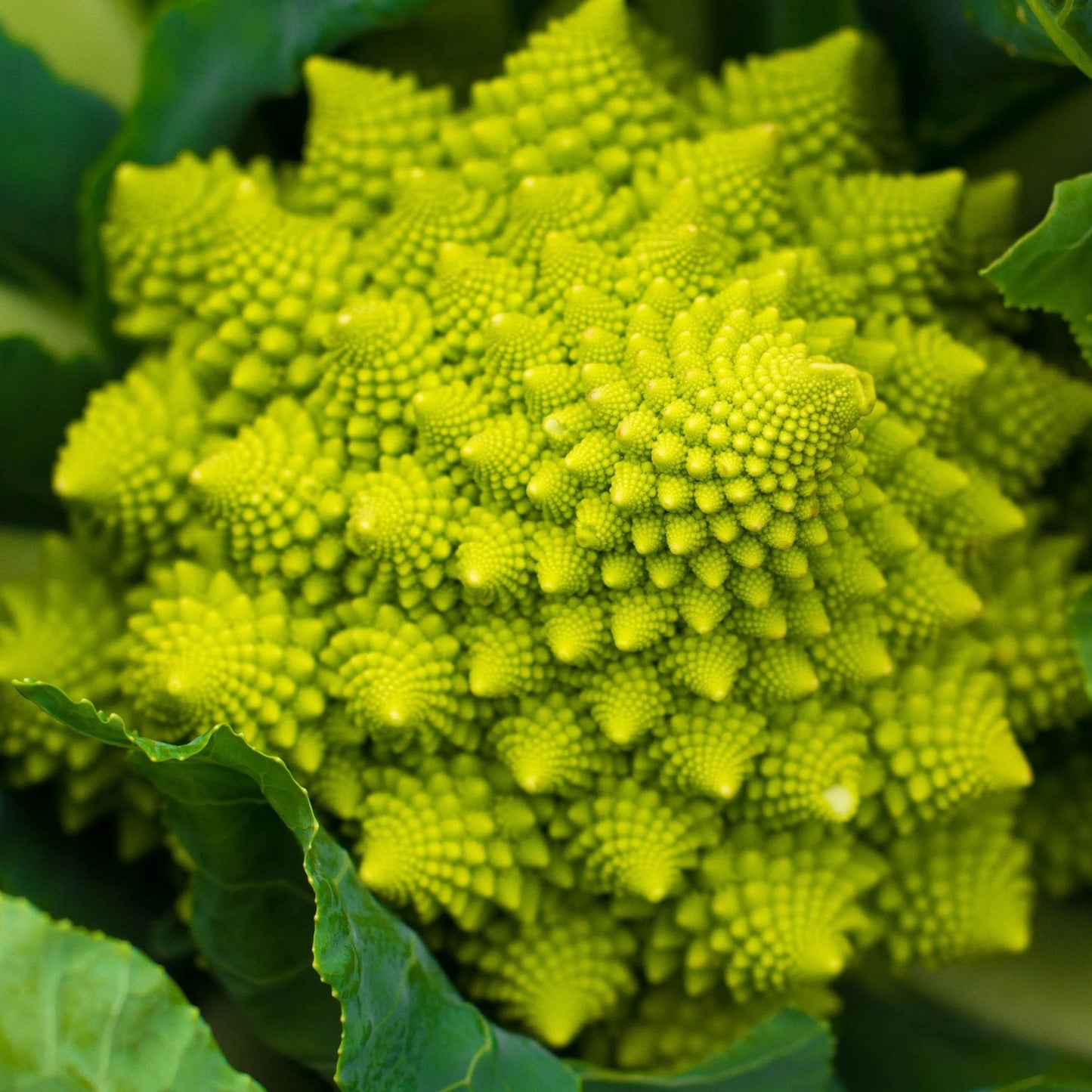 Cauliflower Seeds - Romanesco Italia