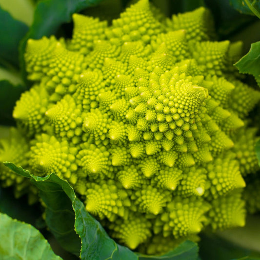 Cauliflower Seeds - Romanesco Italia
