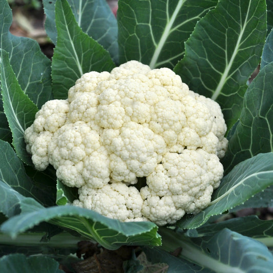Cauliflower Seeds - Snowball Self Blanching