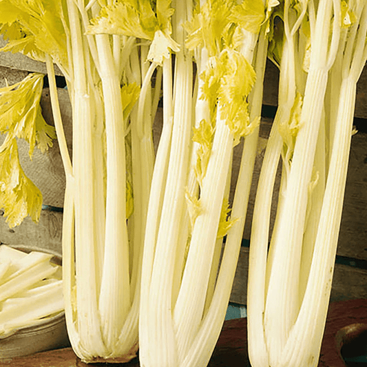 Celery Seeds - Golden Boy