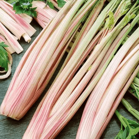 Celery Seeds - Peppermint Stick