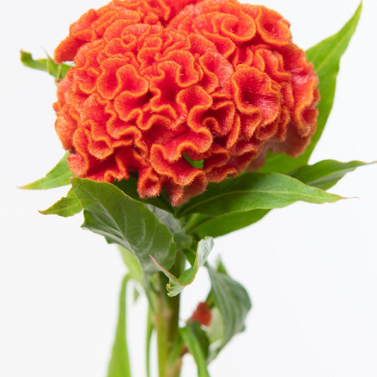 Celosia Seeds - Chief Persimmon