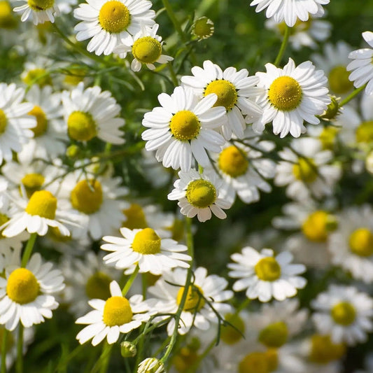 Chamomile Seeds - German Chamomile