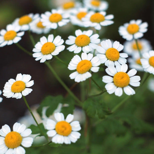 Chamomile Seeds - Roman