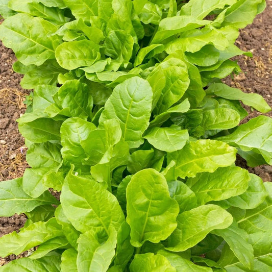 Chard Seeds - Perpetual Spinach