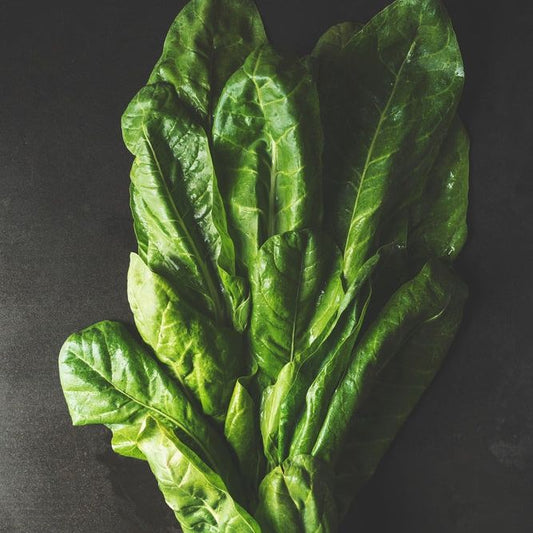 Chard Seeds - Perpetual Spinach