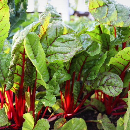 Chard Seeds - Swiss - Ruby Red