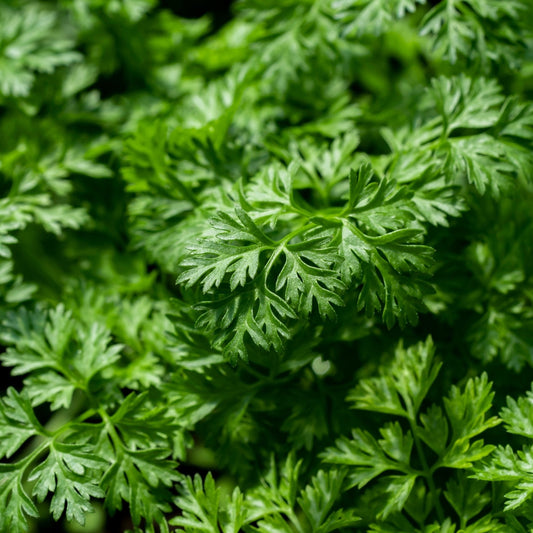 Chervil Seeds - Curled
