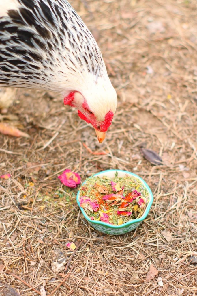 WormBGone Nesting Herbs For Pet Chickens With Roses, Chilis, Calendula, Dandelion For Healthier Coops