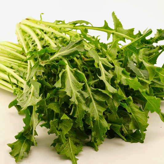 Chicory Seeds - Oasis