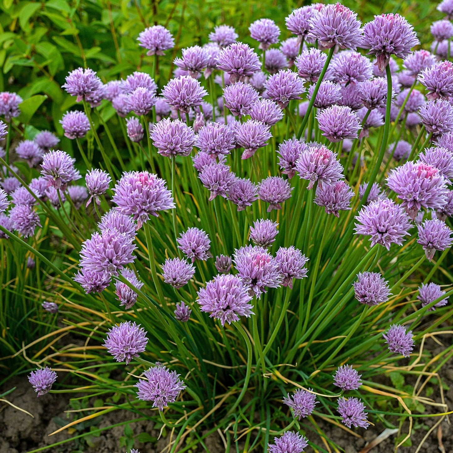 Chive Seeds - Allium Schoenoprasum Chives