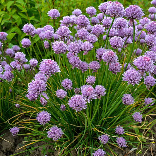 Chive Seeds - Allium Schoenoprasum Chives