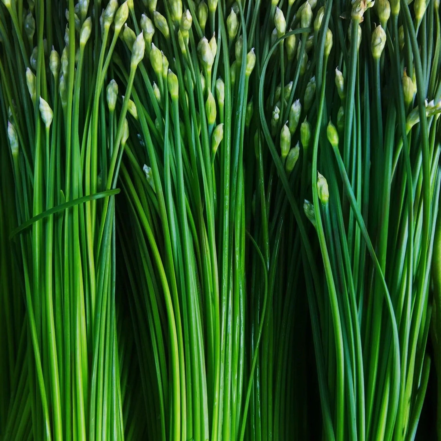 Chive Seeds - Garlic Chives