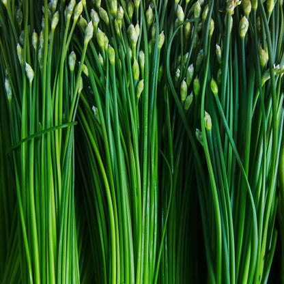 Chive Seeds - Garlic Chives