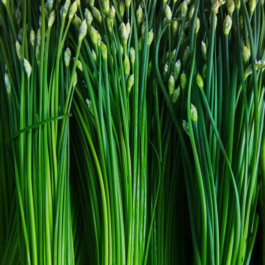 Chive Seeds - Garlic Chives