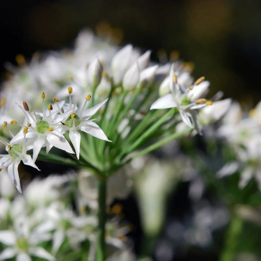 Chive Seeds - Garlic Chives