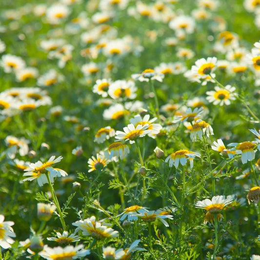 Chrysanthemum Seeds - Garland Tong Ho Daisy