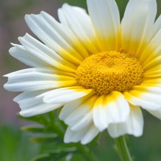 Chrysanthemum Seeds - Garland Tong Ho Daisy
