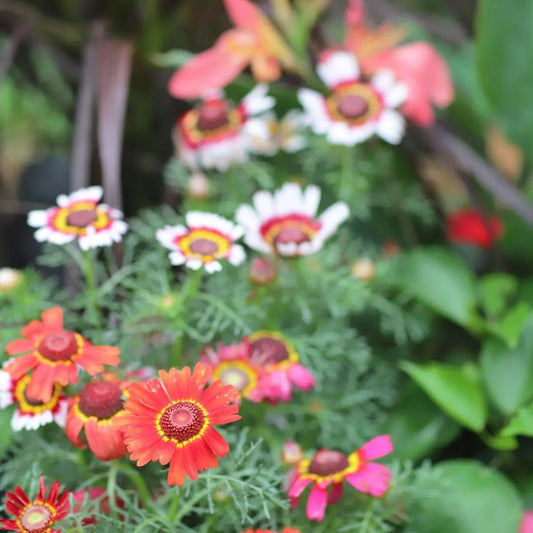 Chrysanthemum Seeds - Painted Daisy