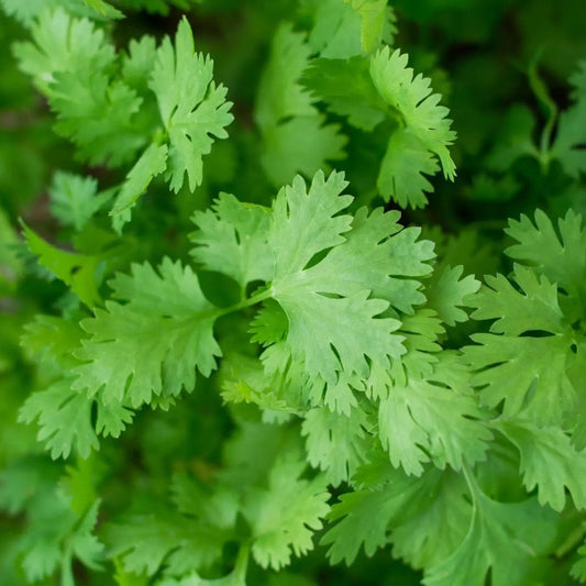 Cilantro Seeds - Slow Bolting Cilantro