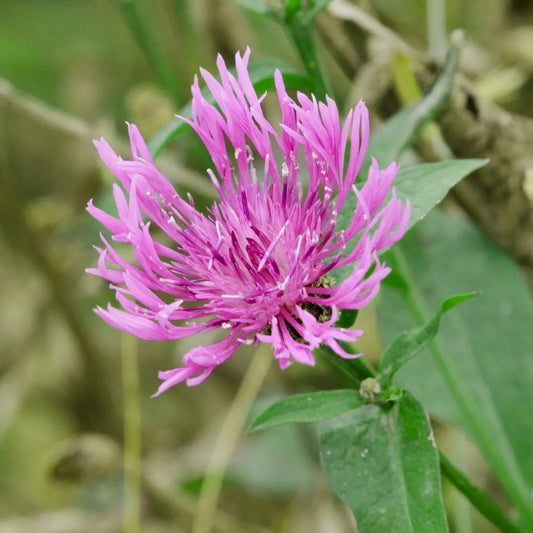 Clover Seeds - Mammoth Red