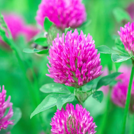 Clover Seeds - Medium Red