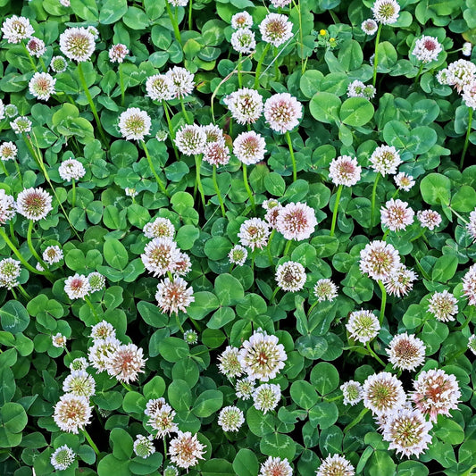 Clover Seeds - White Dutch