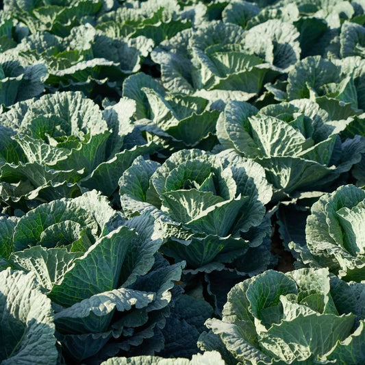 Collard Seeds - Georgia Southern