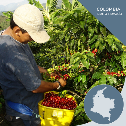Colombia Supremo Sierra Nevada Coffee, Opaqa Morning Mist