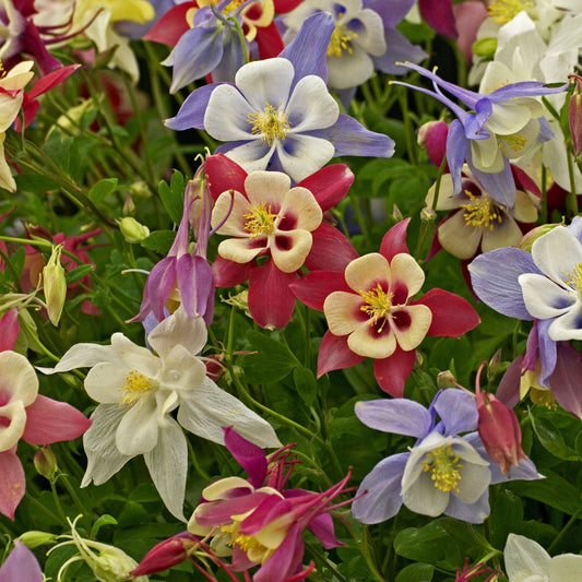 Columbine Seeds - Giant McKana Mix