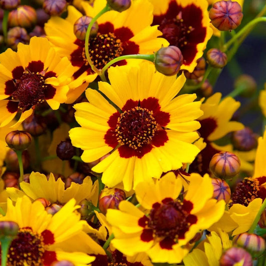 Coreopsis Seeds - Dwarf Plains Coreopsis