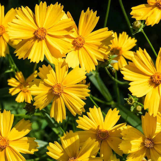 Coreopsis Seeds - Dwarf Lance Leaf Coreopsis