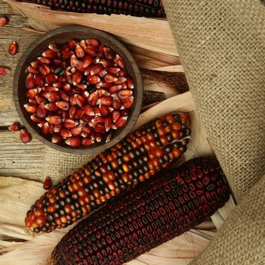 Corn Seeds - Dent - Bloody Butcher Corn