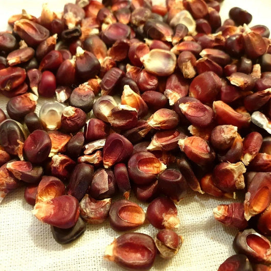 Corn Seeds - Dent - Bloody Butcher Corn