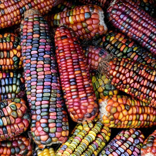 Corn Seeds - Dent - Earth Tones - Desert Pastel