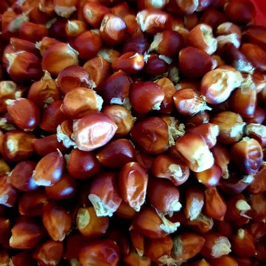 Corn Seeds - Flint - Floriani Red Flint