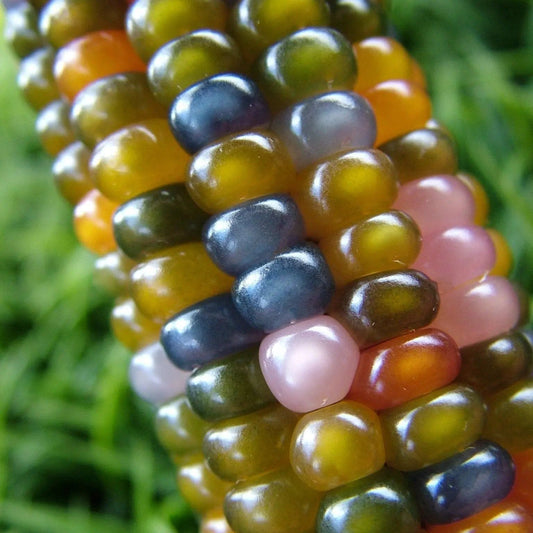 Corn Seeds - Flint -Glass Gem Corn