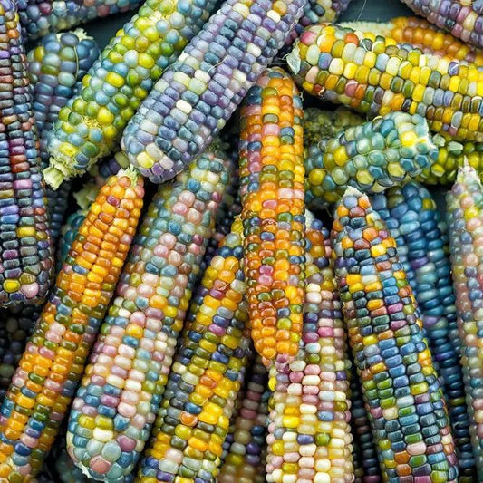 Corn Seeds - Flint -Glass Gem Corn