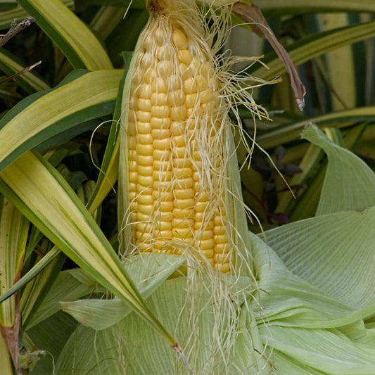 Corn Seeds - Sweet - Golden Bantam 8 Row Corn
