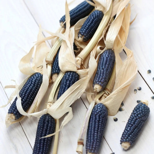 Corn Seeds - Flour -Hopi Blue Corn