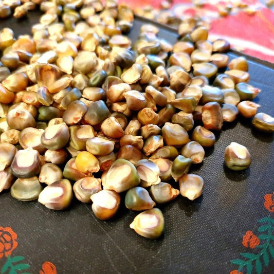 Corn Seeds - Dent -Oaxacan Green Corn