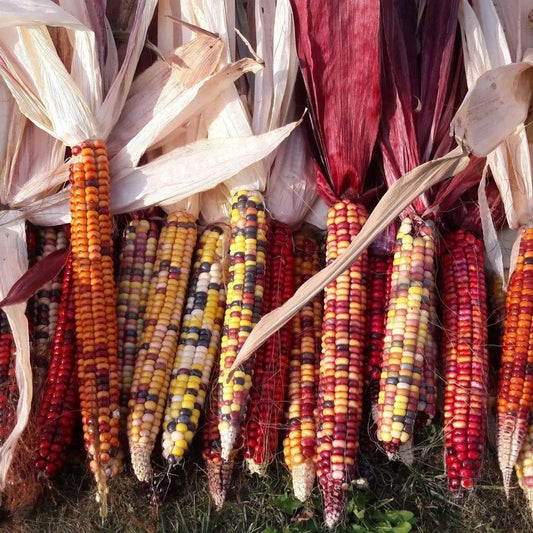 Corn Seeds - Flour - Painted Mountain Flour Corn