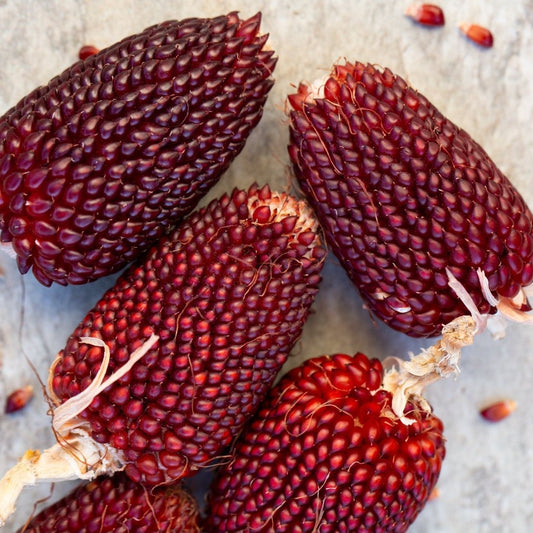 Corn Seeds - Popcorn - Red Strawberry Popcorn