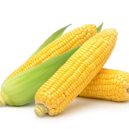 Corn Seeds - Sweet - Bodacious