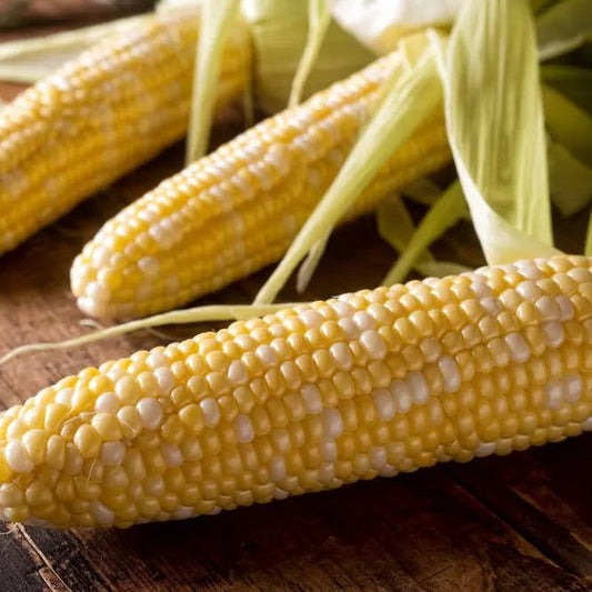 Corn Seeds - Sweet- Peaches And Cream