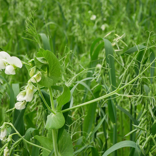 Cover Crop Mix Seeds - All Purpose