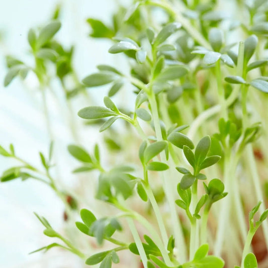 Cress Seeds - Curled Garden Cress