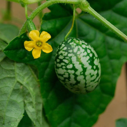 Cucamelon Seeds - Mexican Sour Gherkin